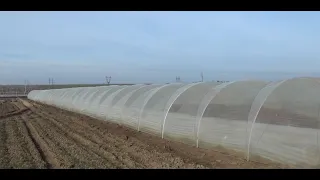 100 метровый Балаган, Теплица для промышленного выращивания клубники