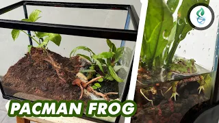 Building an Enclosure for PACMAN FROG