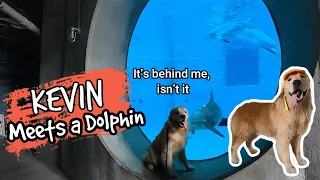 KEVIN MEETS WINTER THE DOLPHIN