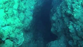 NoTanx Diving El's Bells (Near Blue Hole in Dahab)