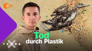 So sterben Tiere an unserem Plastikmüll | Terra X plus