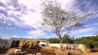 Guacalito de la Isla - The Traveling tree