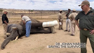 The remarkable recovery of a 30-year-old elephant bull's fractured leg