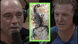 Josh Homme Was Once Stung By a Scorpion | Joe Rogan