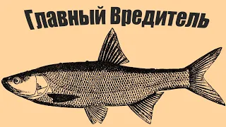 Самый мелкий вредитель водоемов, чем опасна эта маленькая рыбка?