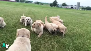Adorable Golden Retriever Puppies Run Together