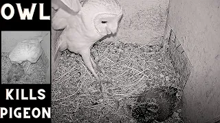 WOW: Wild barn owl kills/predates large pigeon nestling. Viewer discretion is advised