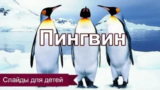 Императорский пингвин. Слайды для детей. МСЦ ЕХБ