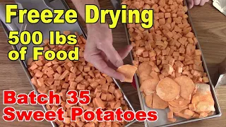 Freeze Drying Your First 500 lbs of Food Batch 35 Sweet Potatoes