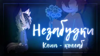 🫐🌼|| Гача Клип/Коллаб - "Незабудки"|@Aster_under |STERVELL|GCMV|Gacha club|Гача лайф|NasTyan X||🌼🫐