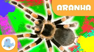 Aranha 🕷️Animais para crianças🌱 Epsiódio 10