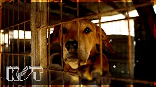 Miracle rescue of 200 dogs caged for dog meat