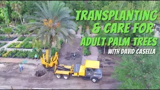 Transplanting And Care of Adult Palm Trees