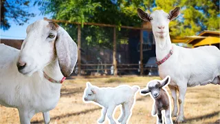 Will Luna recognize her GRANDKIDS? (baby goats' first day out)