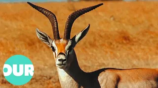 The Antelopes That Inhabit The Great Hunting Grounds Of Africa | Our World