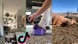 Satisfying Equestrian TikTok Compilation 2022 #31