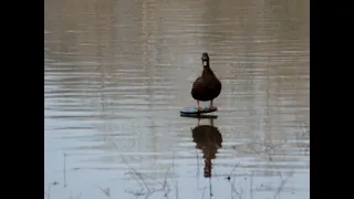 отбила селезня