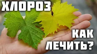 Почему желтеют листья на винограднике? - Хлороз! 🍁