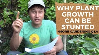 Why Aren't My Peppers Growing Fast? & More Organic Gardening Q&A
