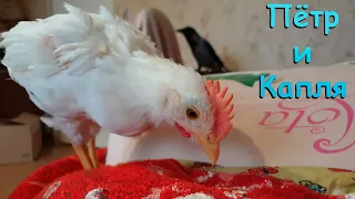 Цыплёнок Пётр познакомился с вороной Каплей. Chick 🐥 Peter met our crow