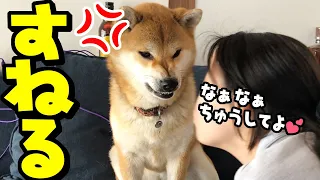 柴犬とすねる女子高生！？柴犬がキス娘JKをなだめる。