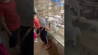 Adorable arctic fox playing with boy. Cute animal video