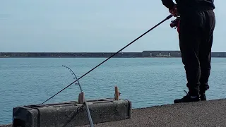 touche en direct d'une grosse dorade au crabe vert a 1 min 30 de la vidéo 😱