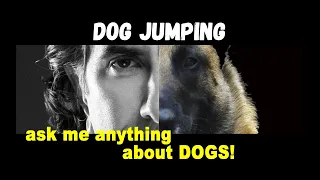 My Border Collie Doesn't Listen and Jumps up on People -  Robert Cabral Dog Training Video