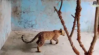 Paralysed Leopard Walks Again
