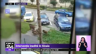 Porci mistreți, escortați de poliție în Sinaia - Digi24