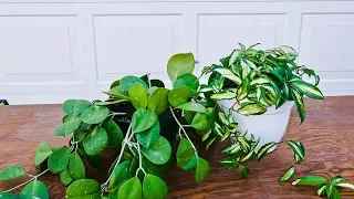 REPOTTING HOYA PLANTS: HOW, WHEN & THE MIX TO USE /JOY US GARDEN