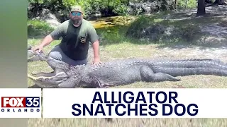 12-foot 'dangerous' alligator snatches couple's dog while out on a walk