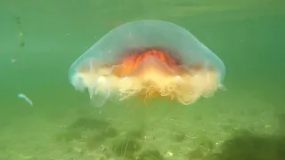 Slow motion Lions Mane jellyfish Gopro footage Oakland Beach Warwick R.I