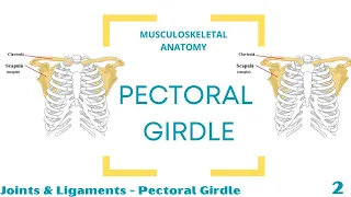 Joints & Ligaments of Pectoral Girdle