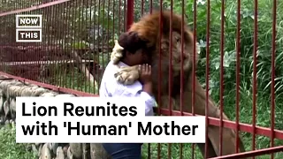 Lion Reunites With His 'Human' Mother | NowThis