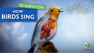 Secrets of Birdsong: A 3D Insight into the Syrinx and Respiratory System