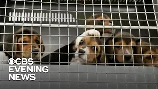 4,000 beagles rescued from breeding facility