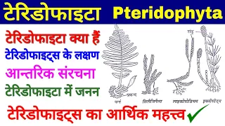 Pteridophyta(टेरिडोफाइटा), टेरिडोफाइट्स के लक्षण, Anatomy, Reproduction, Economic Importance,Biology