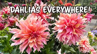 Full of Dahlia Blooms! There's so much flowers in my garden!