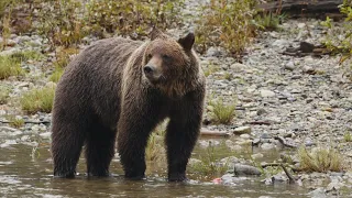 La semaine verte | Sur les traces du grizzly