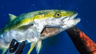 Tips for spearfishing Yellowtail Kingfish