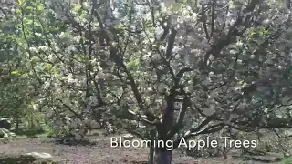 Apple Orchard || Kinnaur || Himachal Pradesh