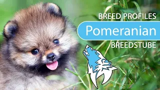 ► Pomeranian Breed [2020] Temperament & Training