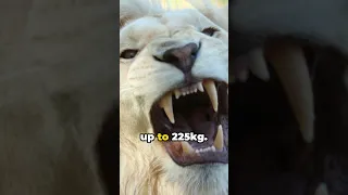 Lion vs Tiger The Ultimate Showdown