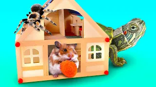 Amazing DIY Homes for Turtle, Hamster or Spider