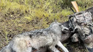 Wolf Trapping! 2021-2022 Idaho wolf line episode 9 caught a nice male #3 out of the pack