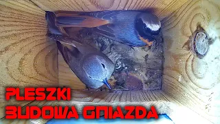 From empty nest box to ready nest, Redstart highlights / budowa gniazda przez pleszki-skrót - LabFun