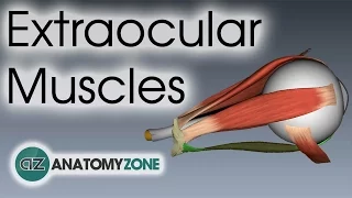 Extraocular Muscles | Eye Anatomy