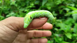 catching and observing snakes, frogs, beetles, shield bugs, caterpillars