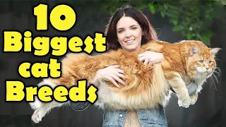 10 Of The Biggest Cat Breeds - Perfect For Kids Learning About Animals!